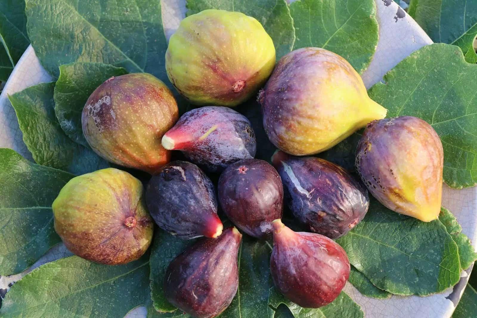 Comment faire des boutures de figuiers