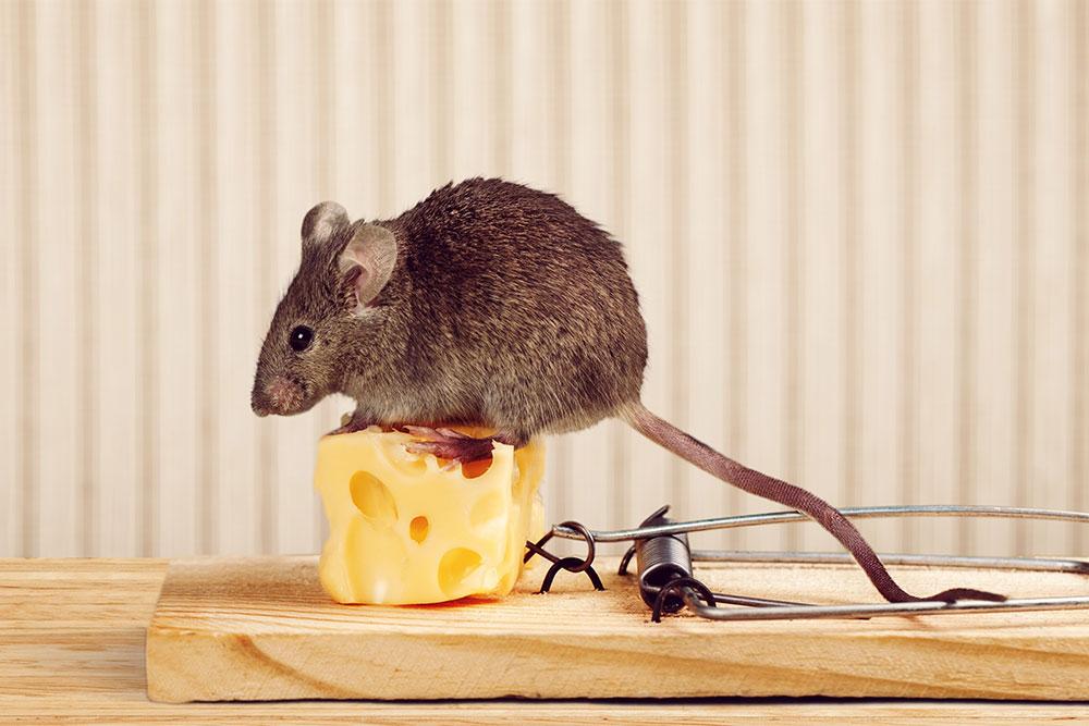 Comment faire partir les souris