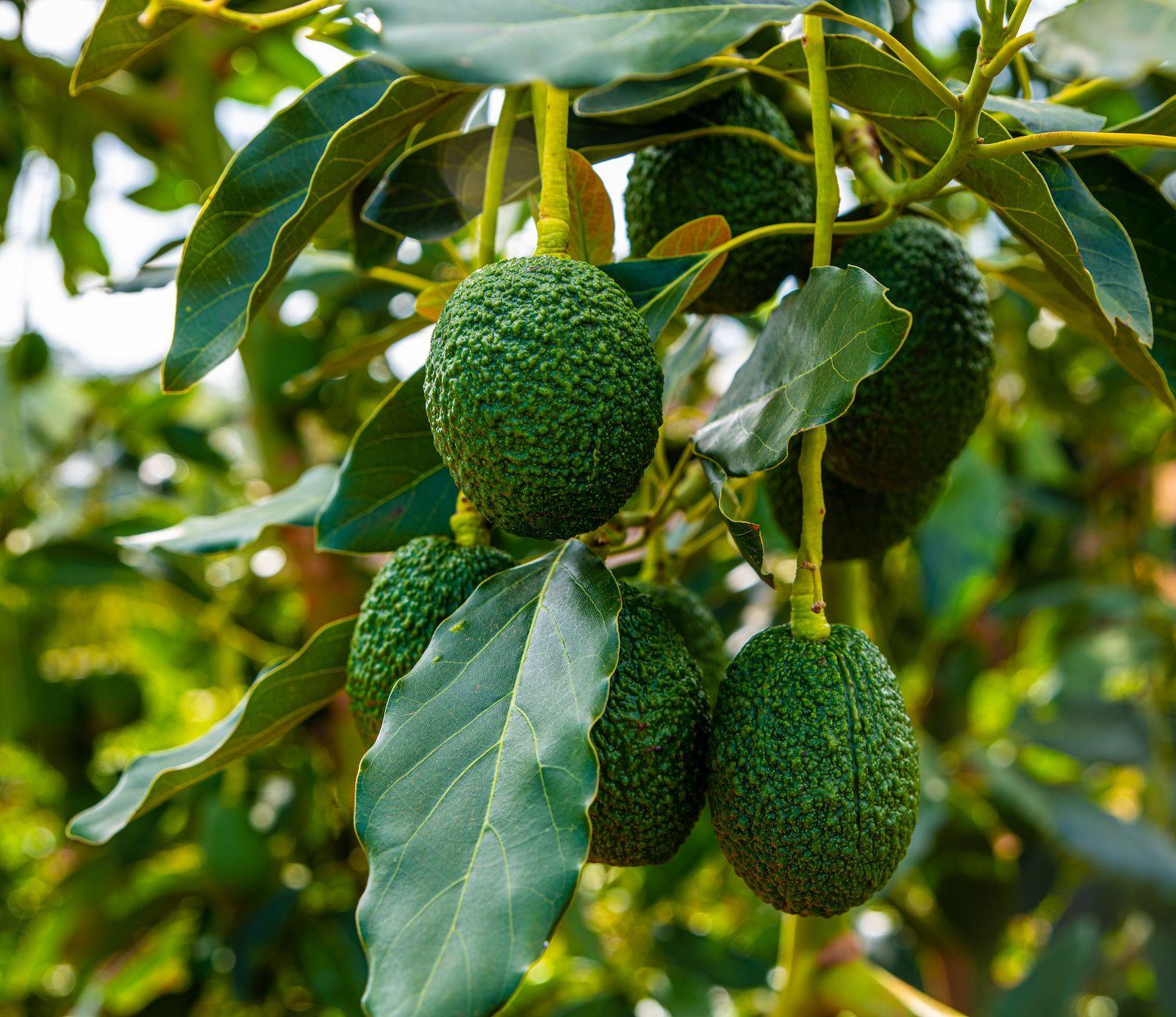 Comment faire pousser avocatier