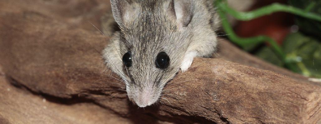 Comment faire fuir les loirs