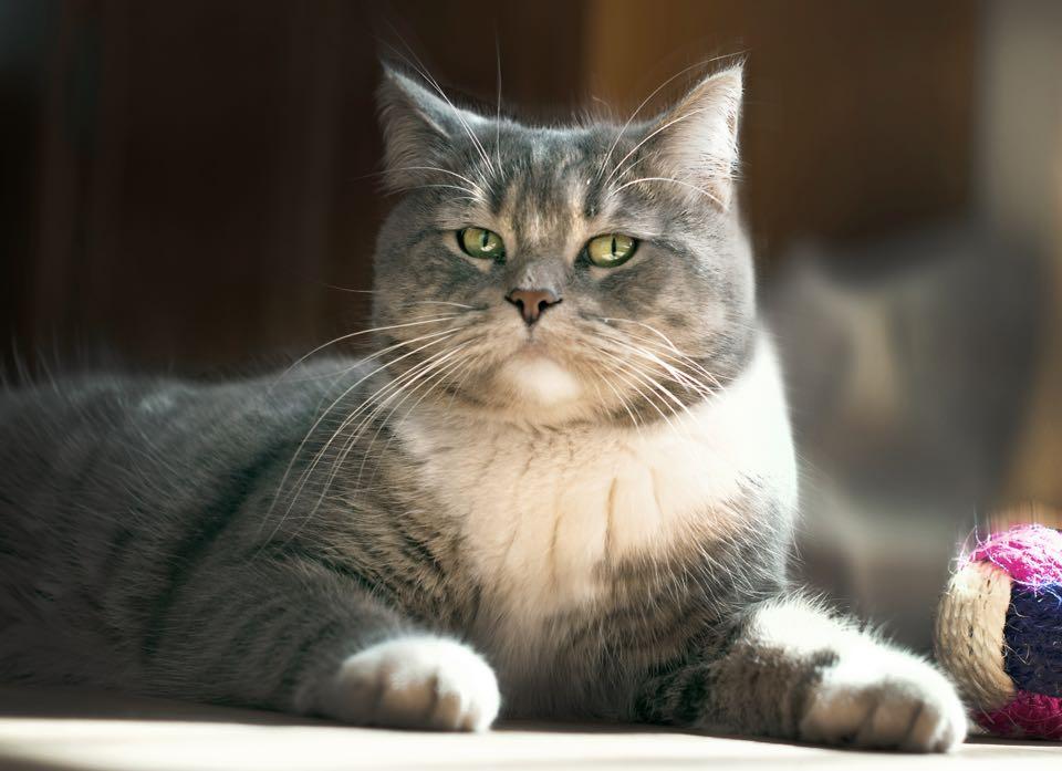 Comment faire aller un chat adulte dans sa litière