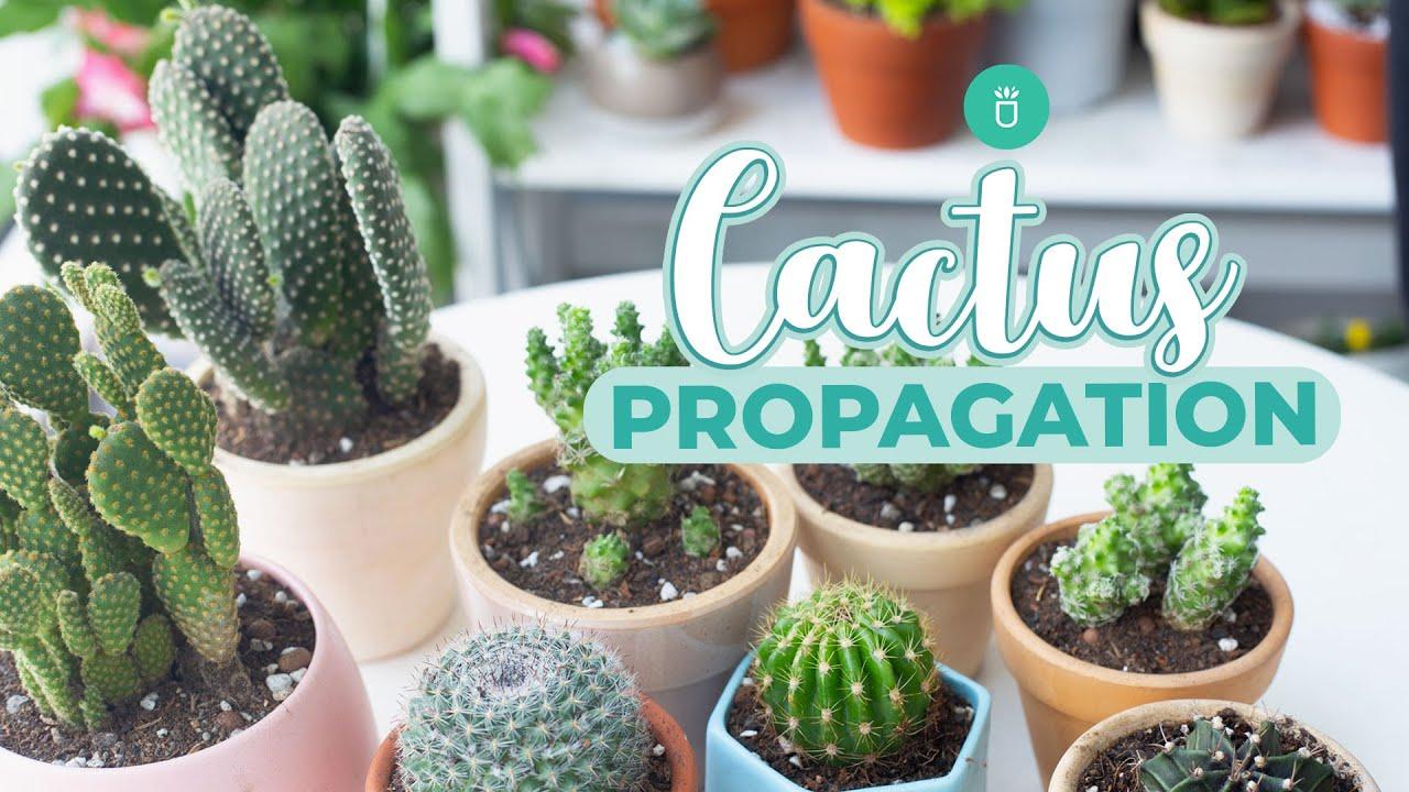 Comment faire une bouture de cactus