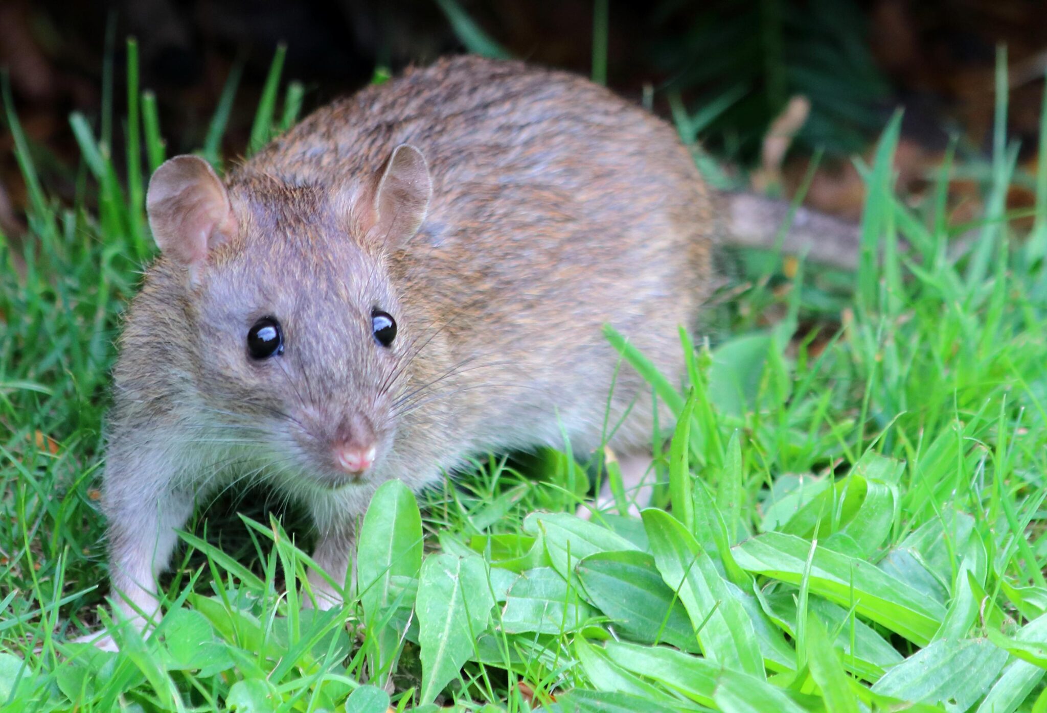 Comment faire fuir des rats - On Fait Comment