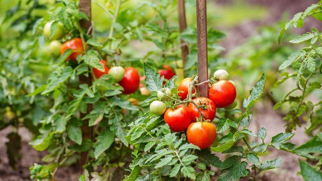 Comment faire ses plants de tomates soi-même - On Fait Comment
