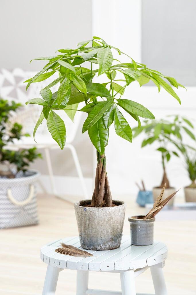 Prévenir les problèmes futurs : astuces pour garder votre pachira en pleine forme