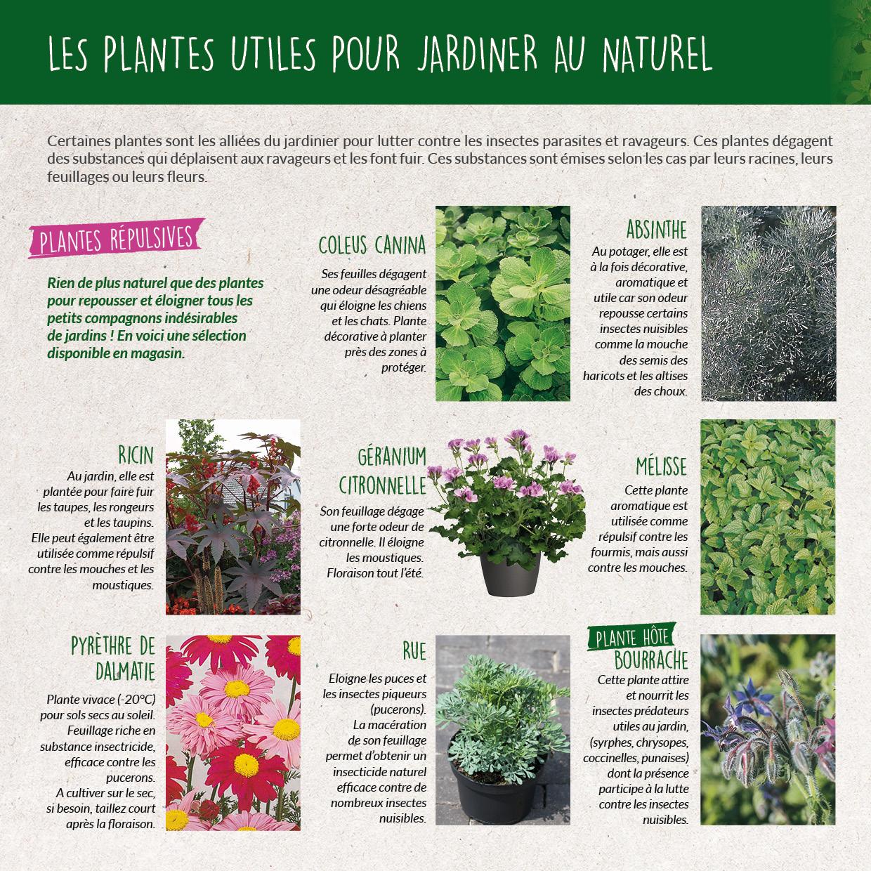 Les plantes répulsives : allies naturels contre les visiteurs indésirables
