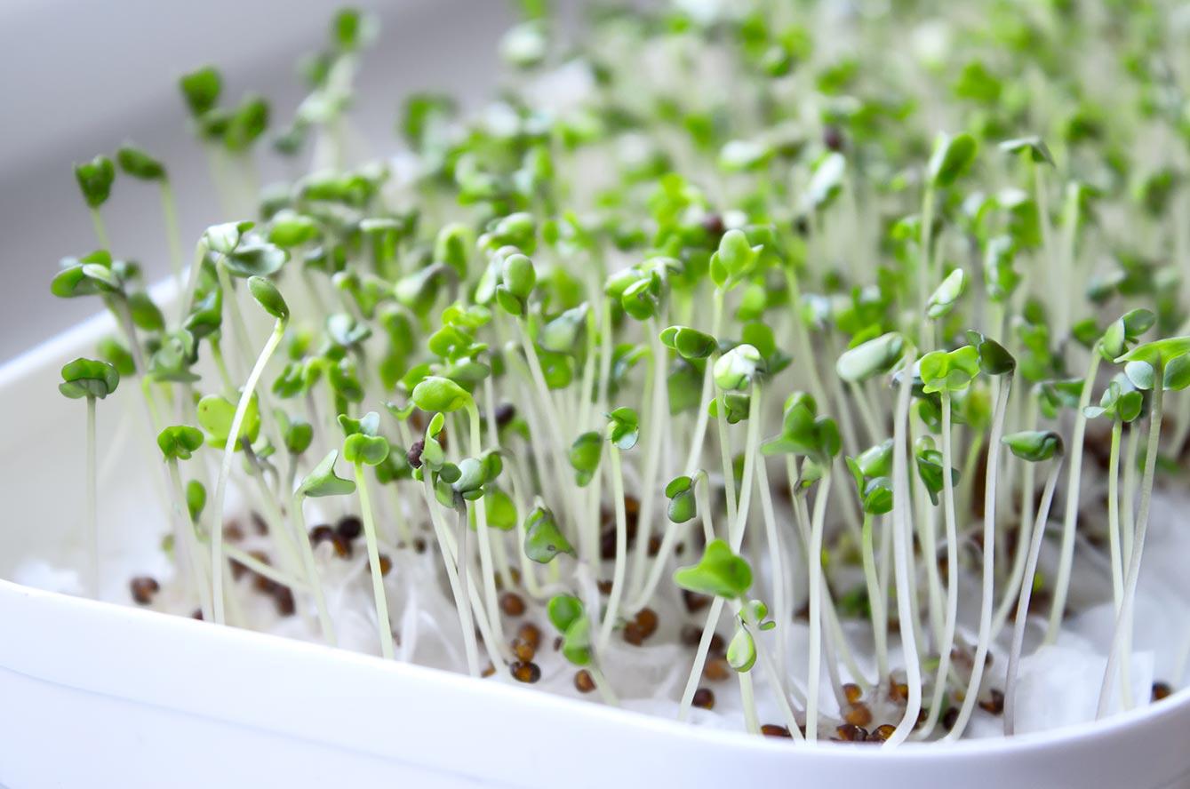 Choisir vos graines : lesquelles sont les meilleures pour la germination ?