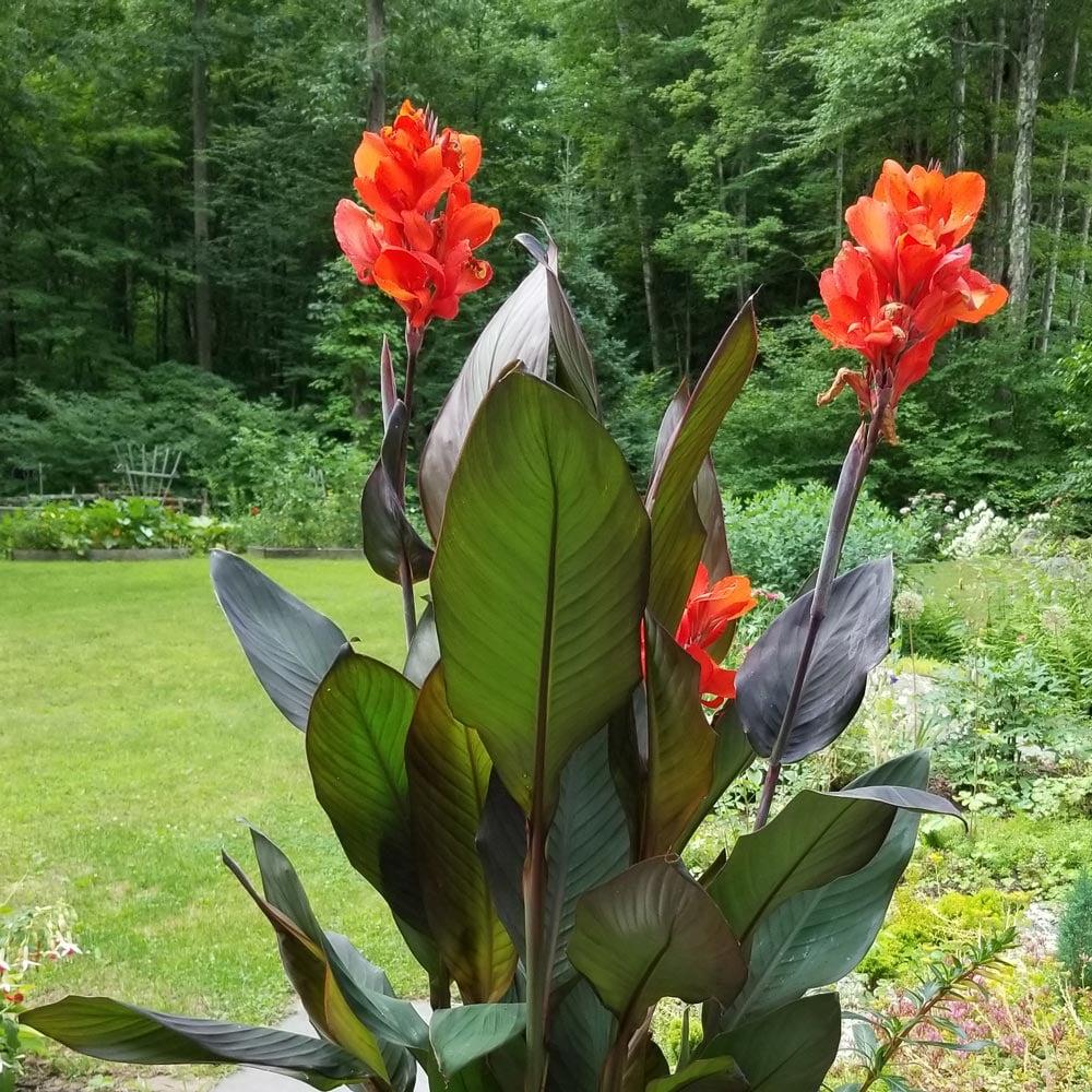 Lutter contre les nuisibles tout en‌ préservant la beauté des cannas