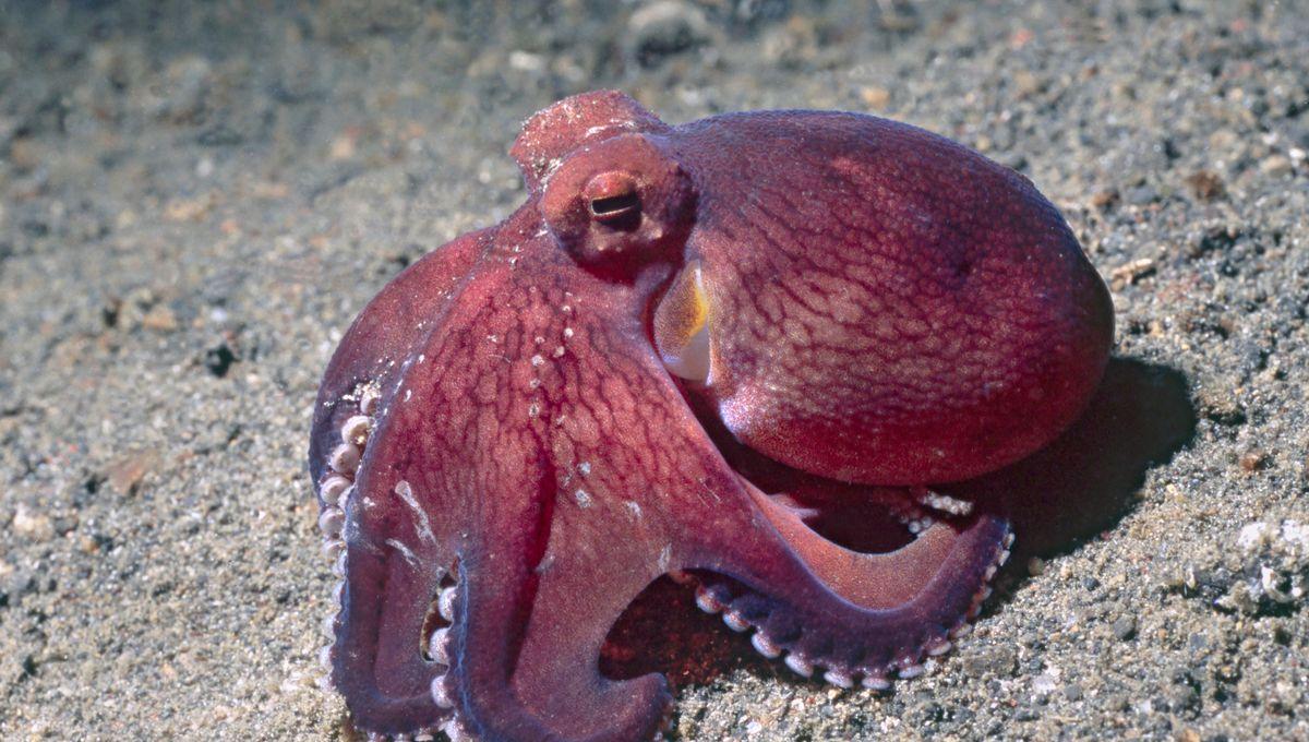 La marinade parfaite : ⁣éveiller les saveurs du poulpe