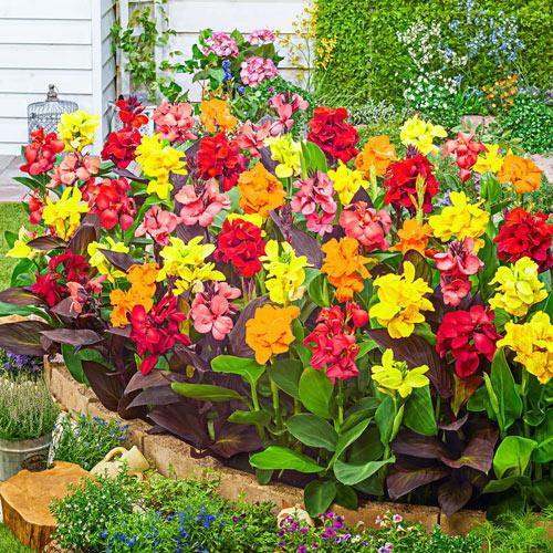 Comment faire fleurir les cannas