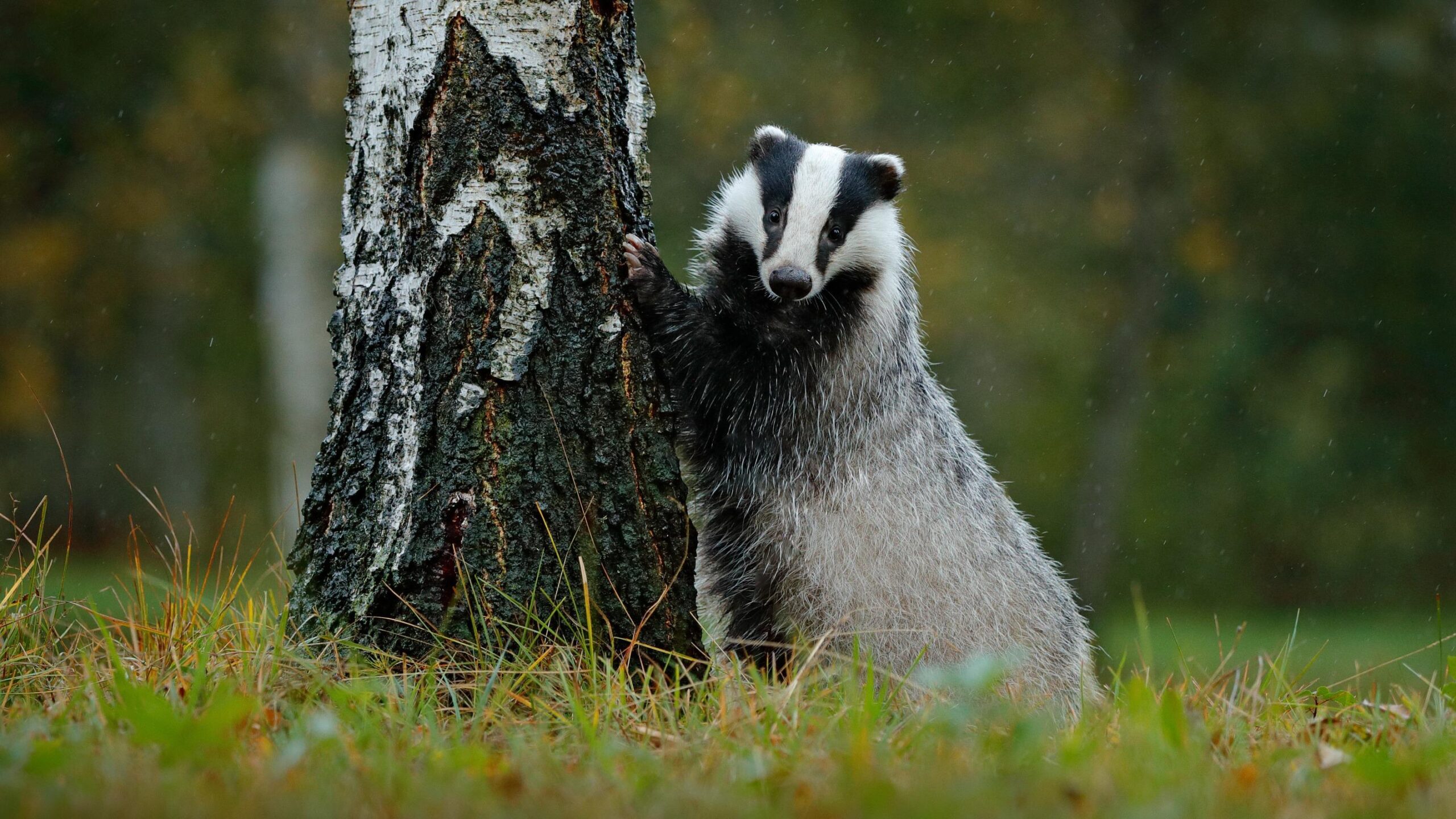 Comment faire fuir un blaireau