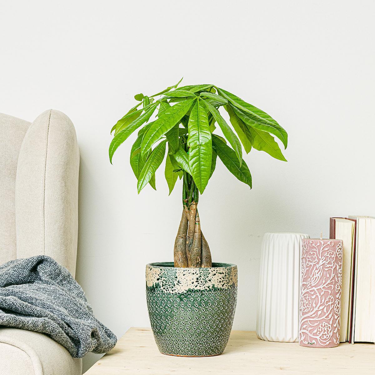 Conseils essentiels pour revitaliser votre pachira en difficulté