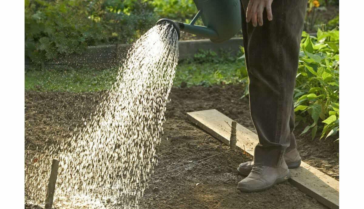 L’arrosage parfait : entre⁢ hydratation et sécheresse