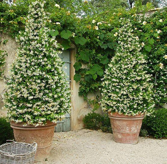 Comment faire repartir un jasmin