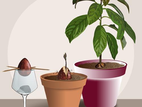 Comment faire pousser un noyau d'avocat - On Fait Comment