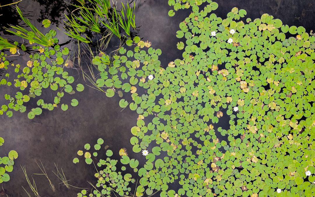 Les bienfaits des ⁣plantes pour ‍assainir votre espace aquatique