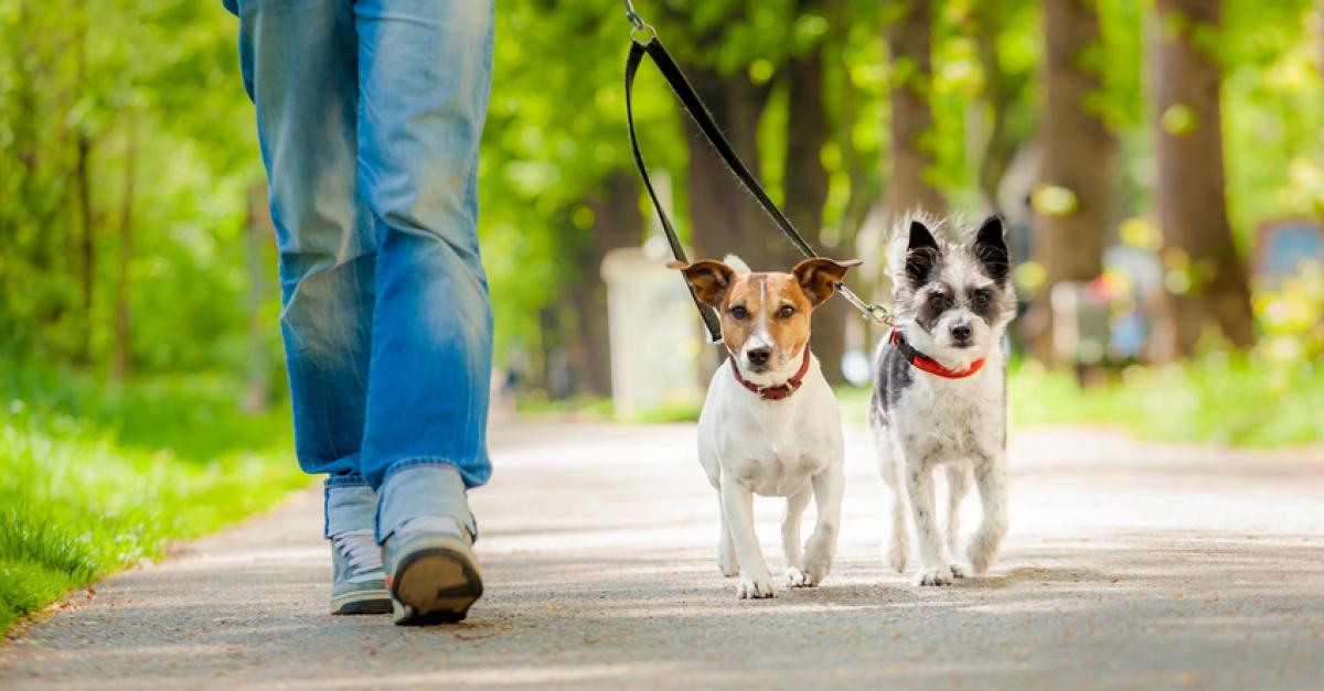 Comment faire garder son chien - On Fait Comment