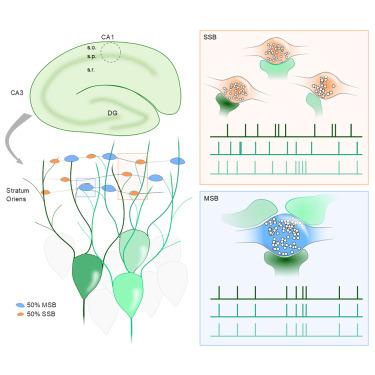 Les causes des boutons et comment les prévenir efficacement