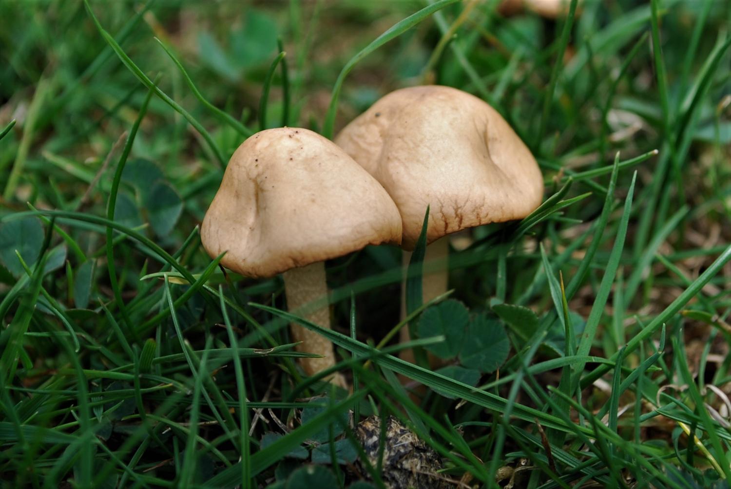 Comment faire une sauce aux champignons