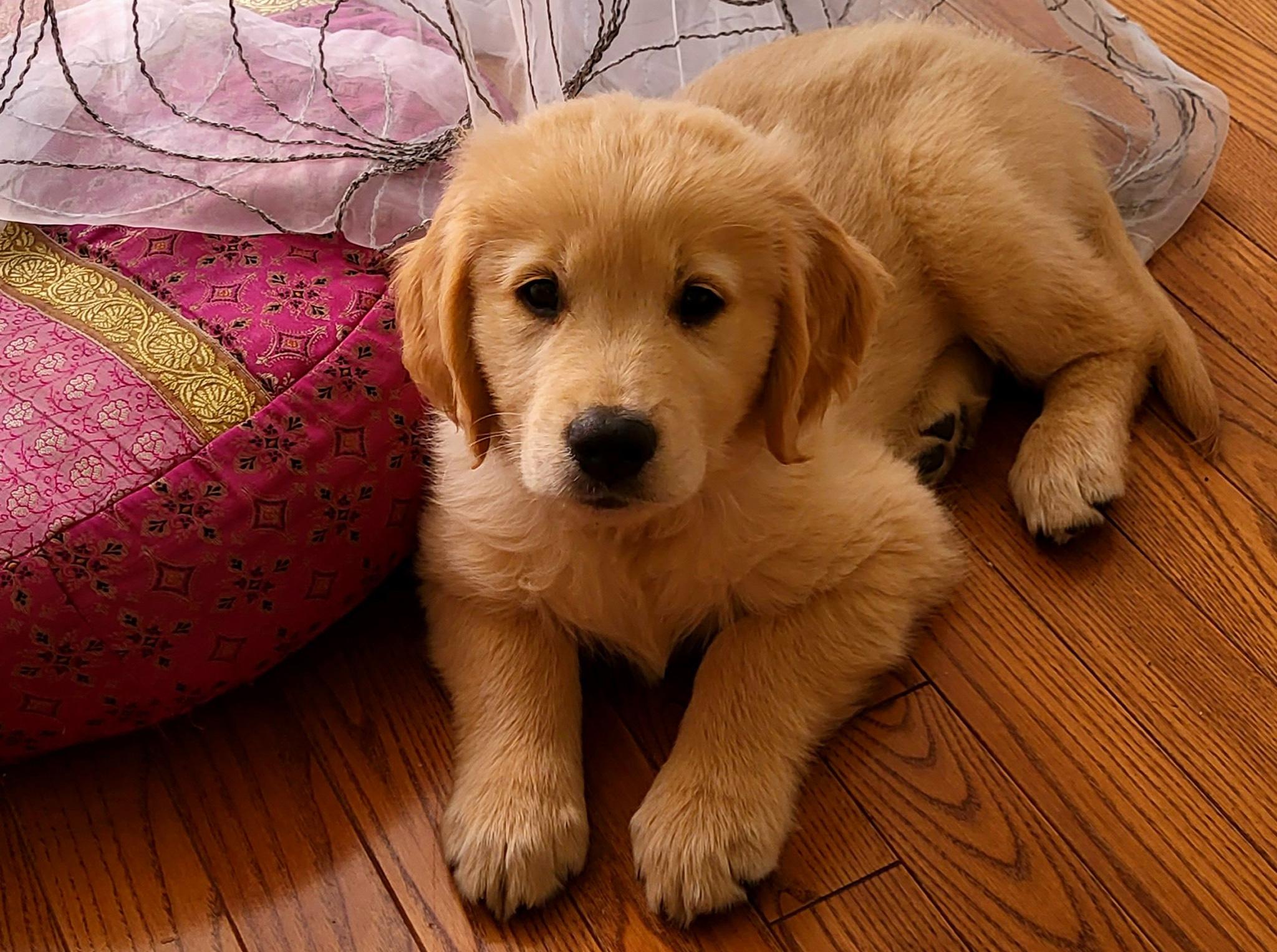 Comment faire confirmer son chien - On Fait Comment