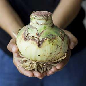 Comment faire repartir un bulbe d’amaryllis