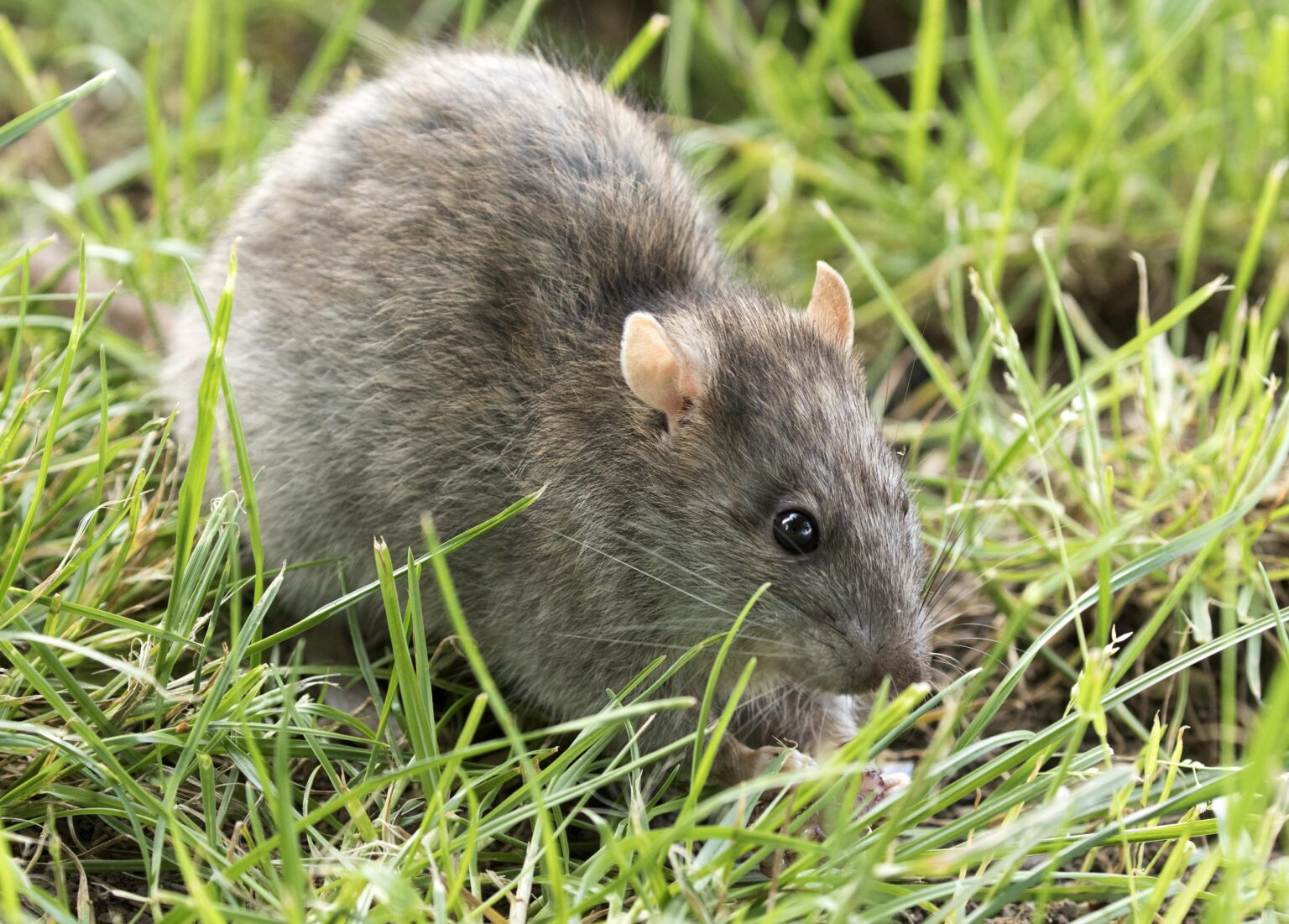 Comment faire fuir un rat - On Fait Comment