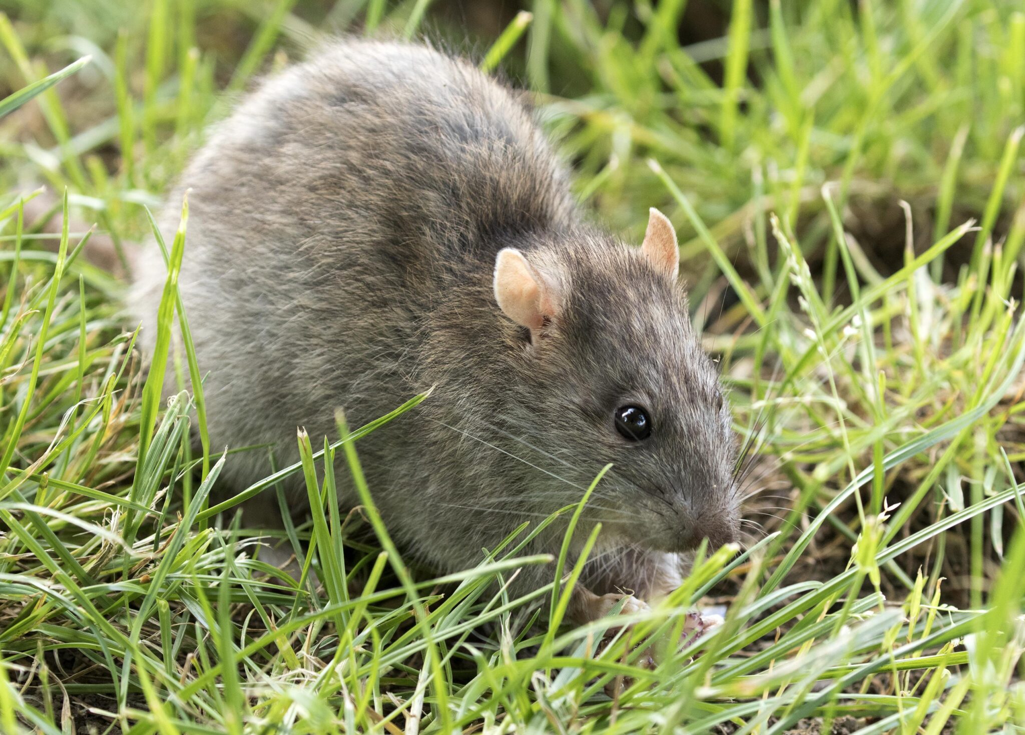 Comment faire fuir un rat - On Fait Comment
