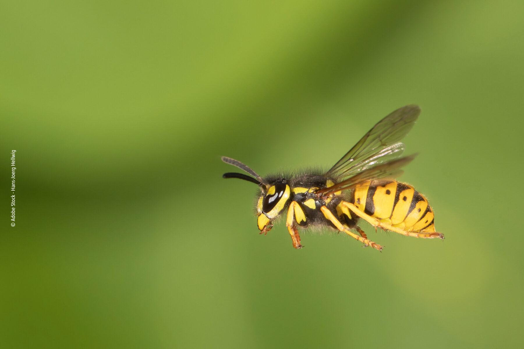 Comment faire fuir les guepes