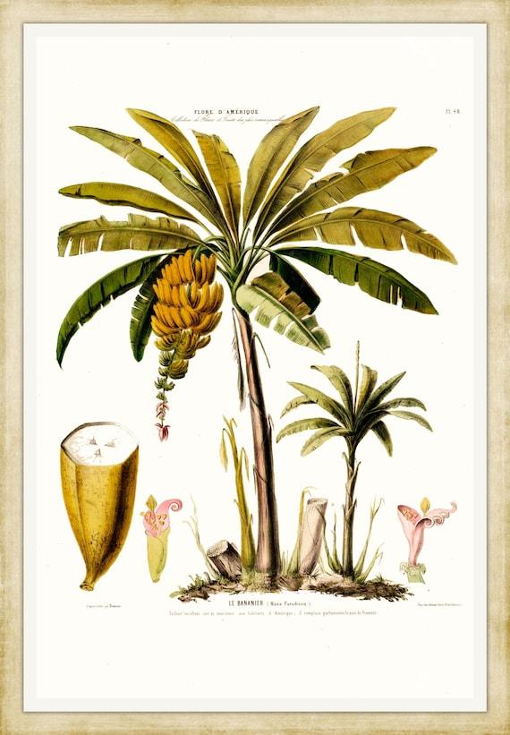 Récolter ​ses fruits : quand et comment​ savourer vos bananes