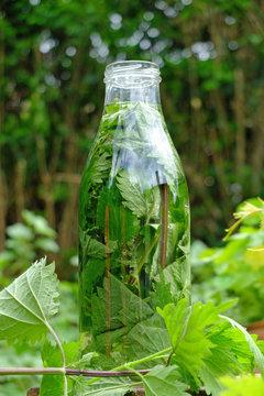 La Recette du Purin dOrtie : Étapes Simples à Suivre