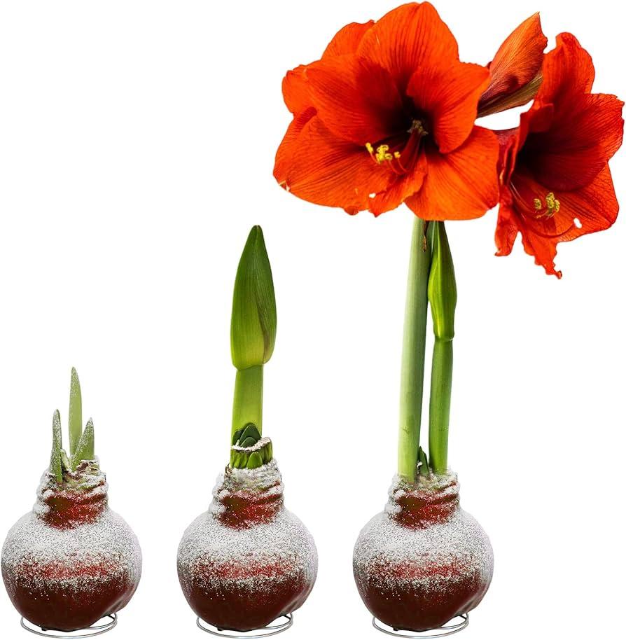 Comment faire repartir un bulbe d'amaryllis