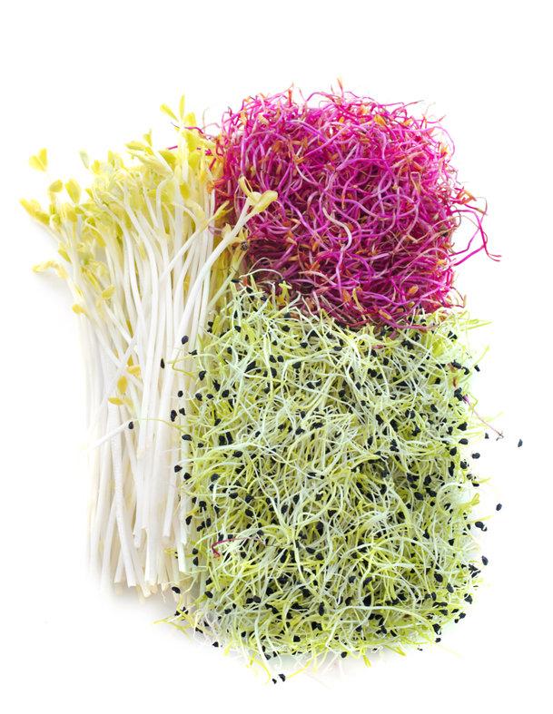 Lart de cultiver vos propres graines germées à la maison