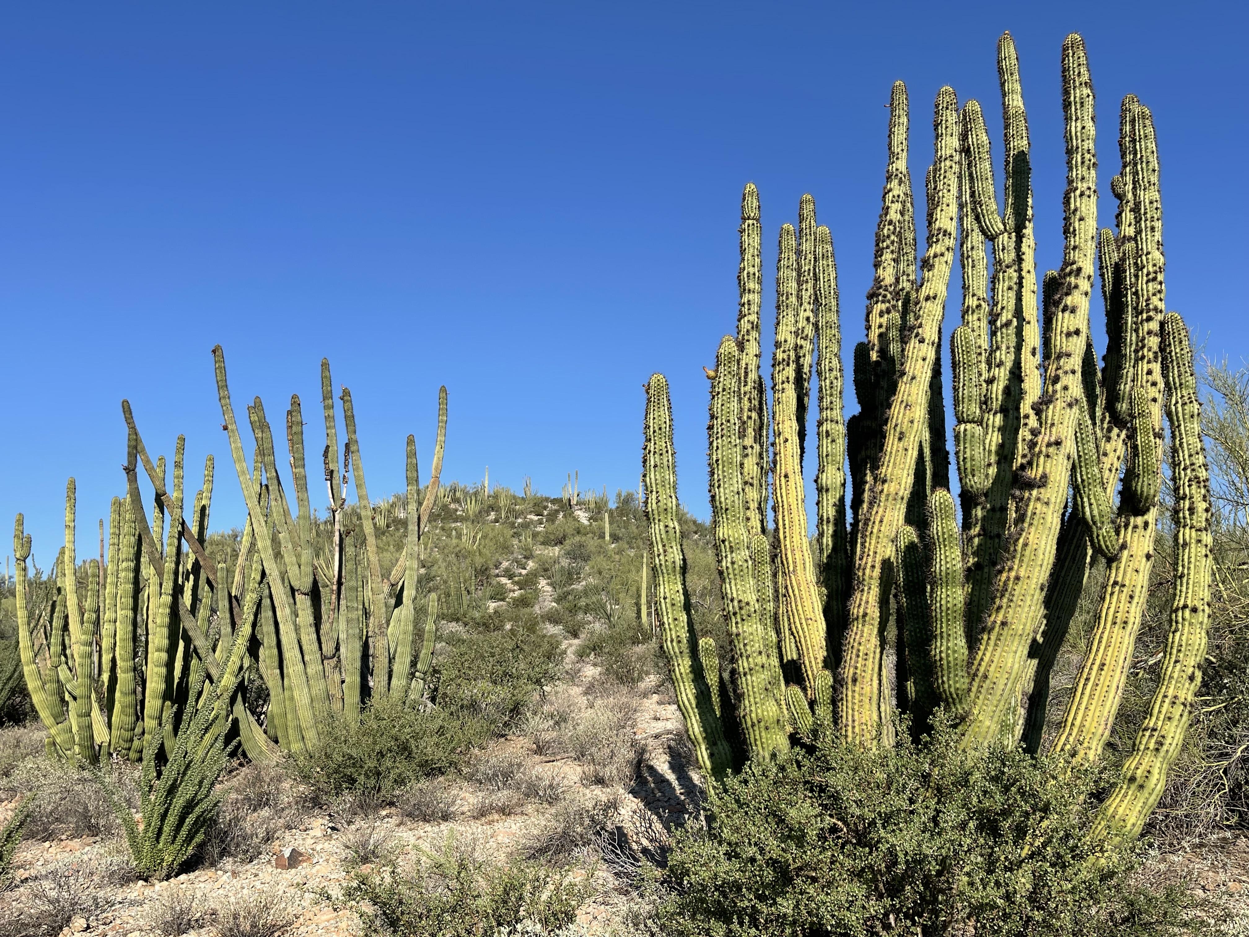 Les‍ secrets ⁣dune⁢ bouture ​réussie de cactus