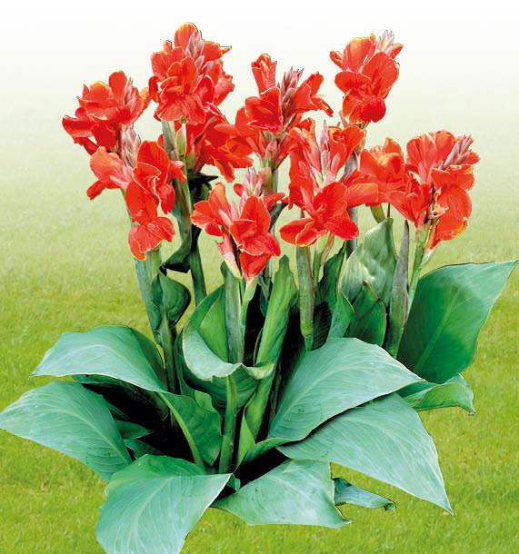 Choisir ‍le bon‌ emplacement‌ pour ⁢vos cannas éclatants