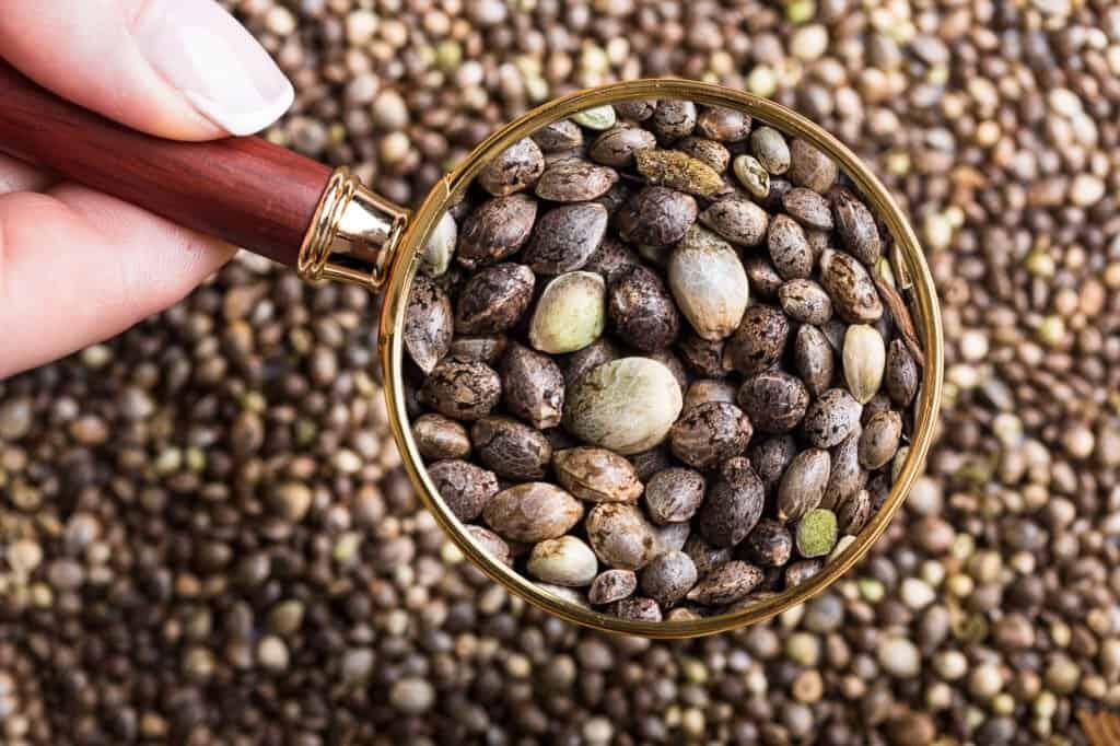 Les Graines Magiques : Sélectionner les Variétés Idéales pour Vos Besoins