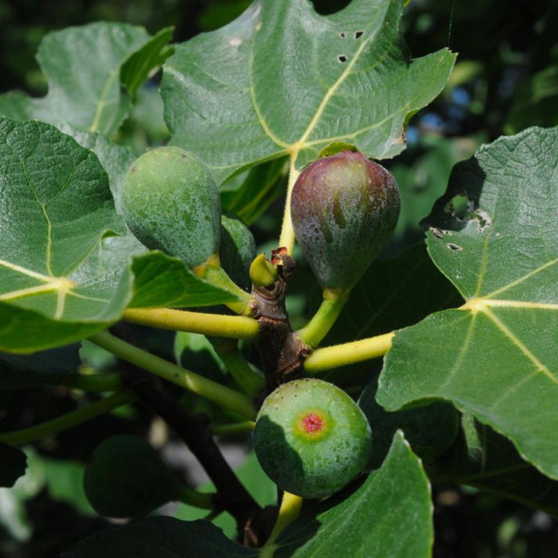 Les techniques infaillibles pour des boutures de figuier réussies
