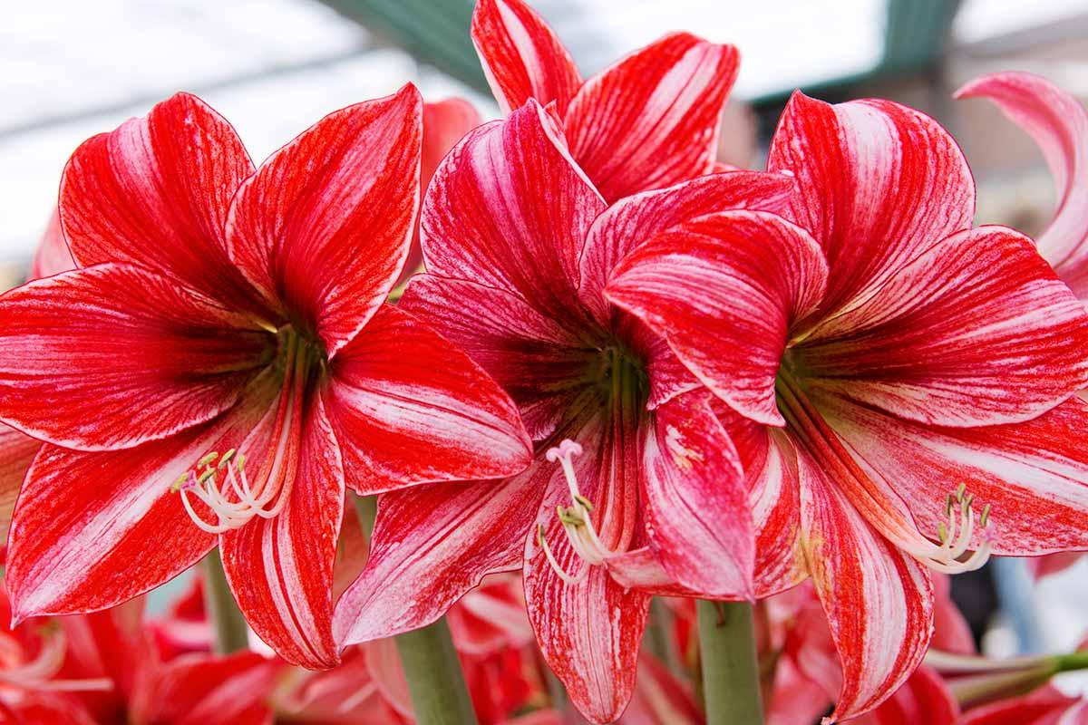 Les secrets de la fertilisation pour une floraison éblouissante