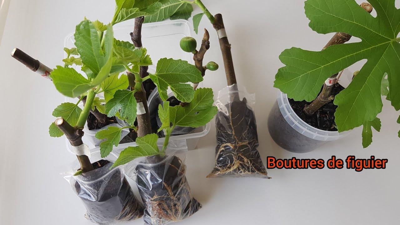 Créer un environnement idéal pour vos nouvelles boutures