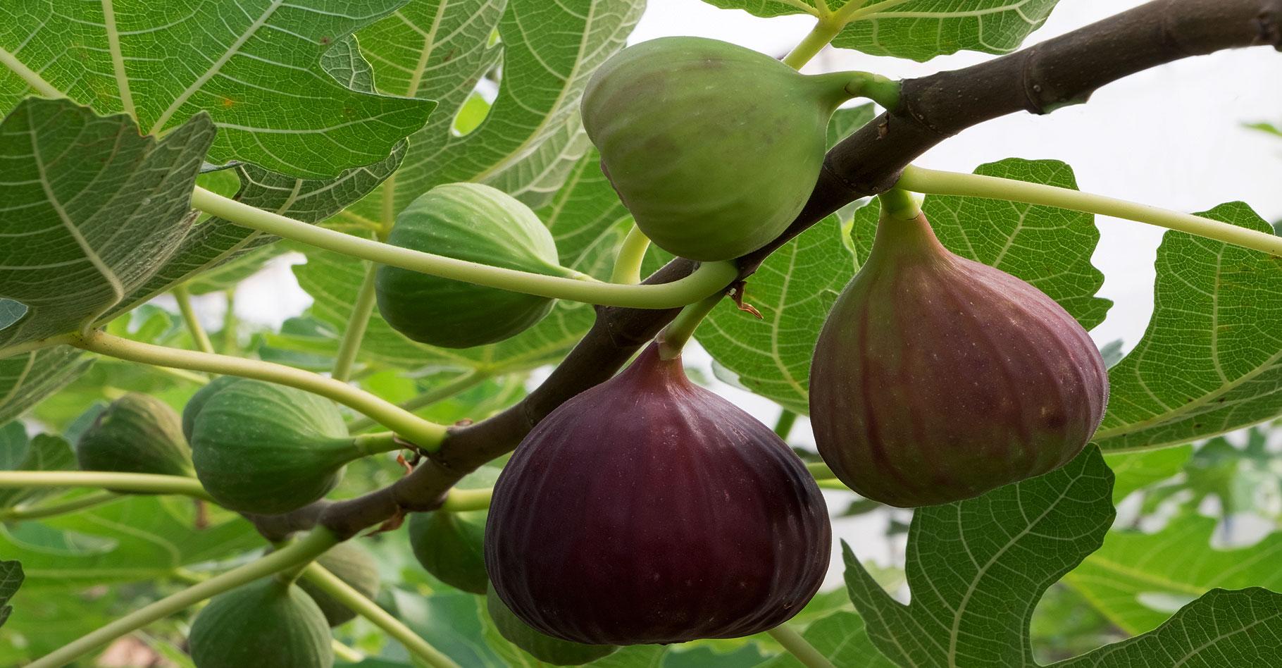 Comment faire des boutures de figuiers