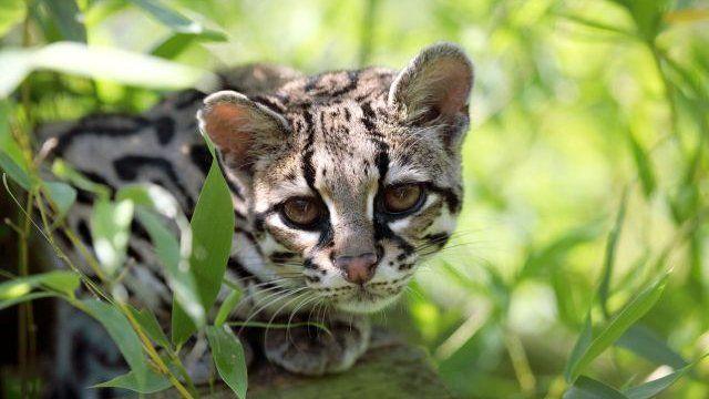 Comment reconnaître les⁤ signes d’un intrus ⁢félin dans votre jardin