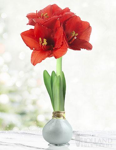 Limportance de la lumière : où placer votre amaryllis ?