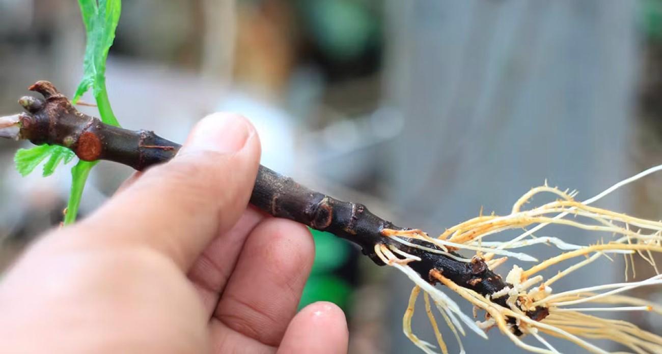 Soins et patience : les clés dune belle croissance