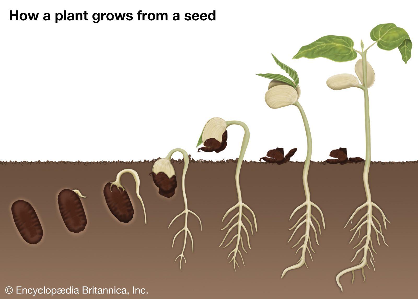 Le processus de germination expliqué : étapes simples pour réussir