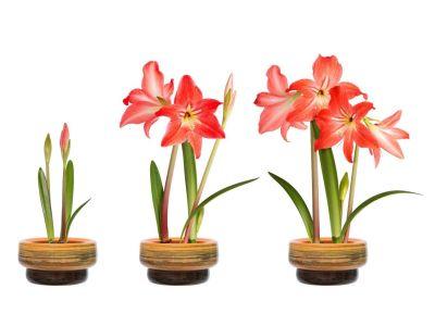 Le choix du bulbe : comment sélectionner le meilleur spécimen