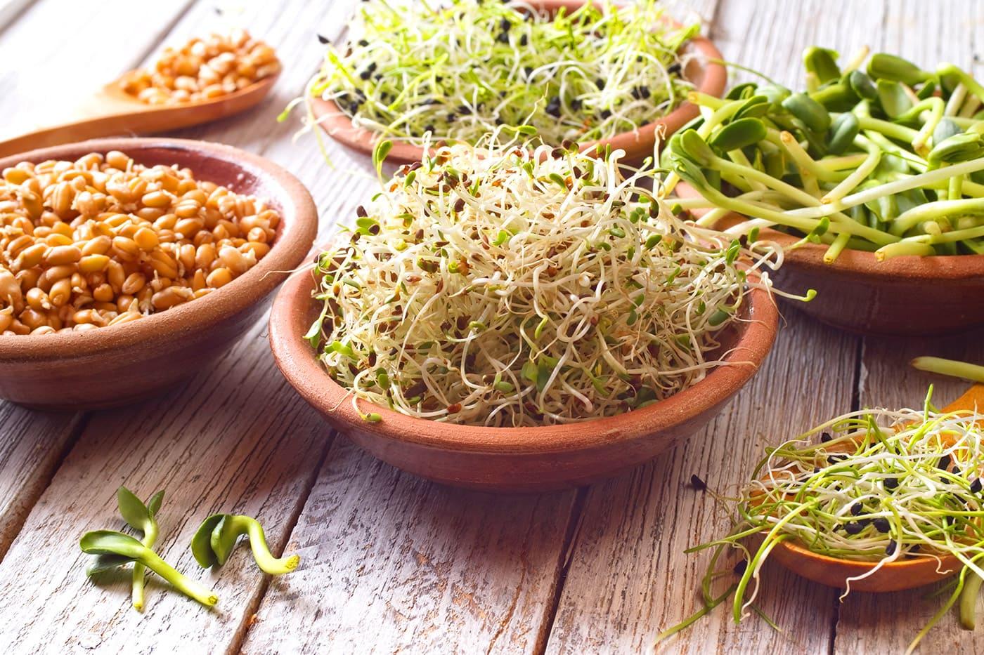 Astuces pour entretenir vos graines germées et maximiser leur croissance