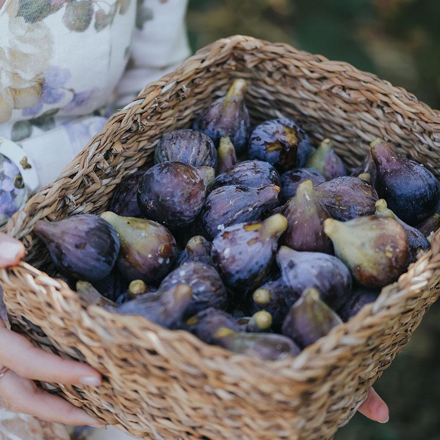 Préparer son figuier pour la bouture réussie