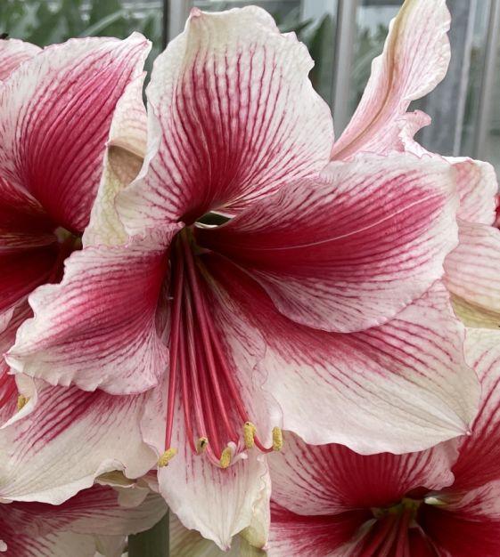 Préparer le sol parfait pour votre amaryllis