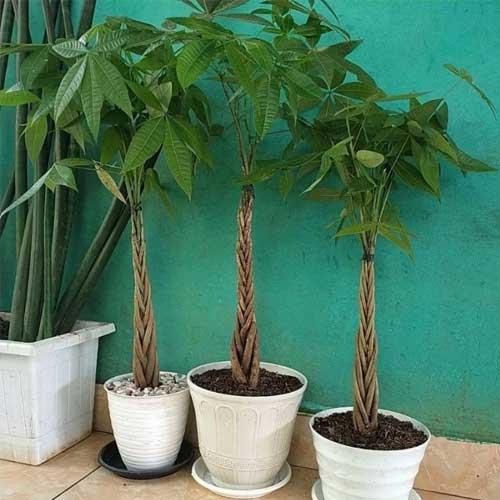 Soins appropriés : limportance de leau et de la lumière