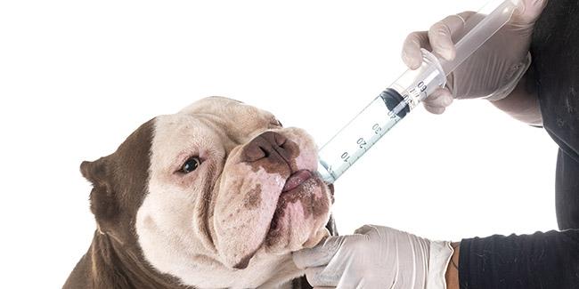 Les méthodes sûres pour faire vomir votre chien