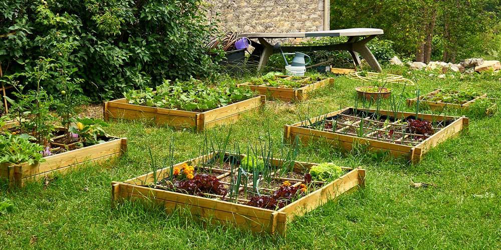 Choisir lemplacement idéal pour votre carré potager